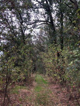 photo, road, nature, ukraine