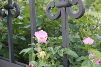 чайная роза