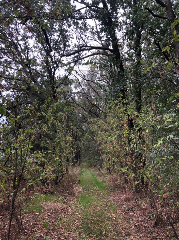 photo, road, nature, ukraine