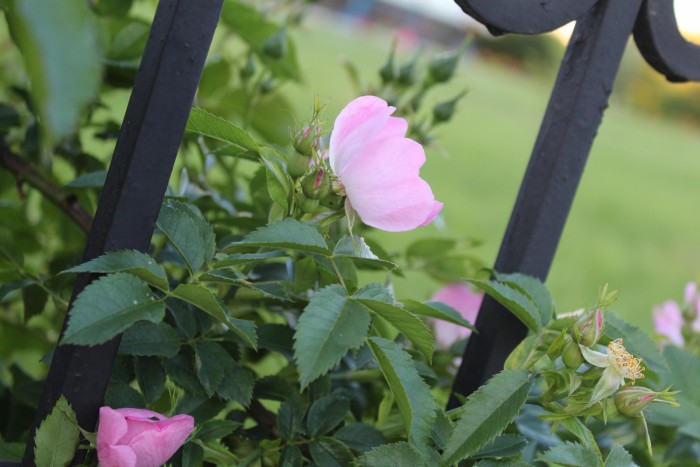 чайная роза